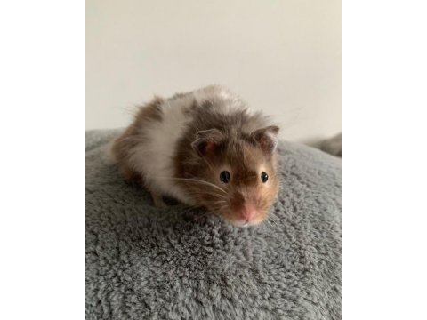 Hamster-gonzales yavrularımız heryere gönderim