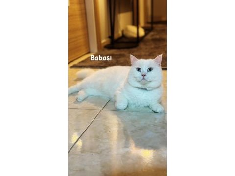 Beyaz british shorthair