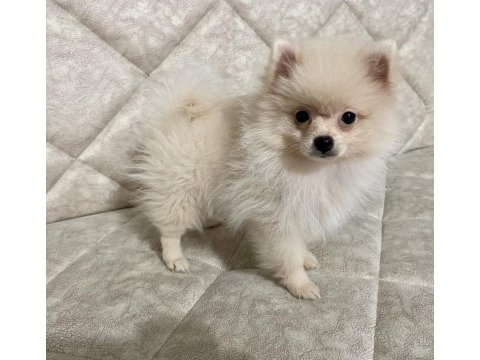 4 aylık dişi pomeranian