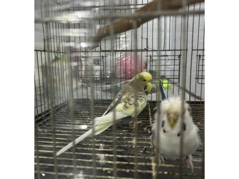 Japones ve jumbo ayarında erkek muhabbet kuşu