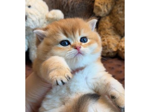 Yavru bebek british shorthair