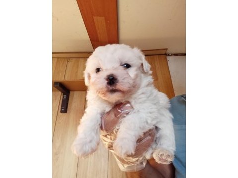 O beden maltese terrier yavrular ırk sağlık garantili