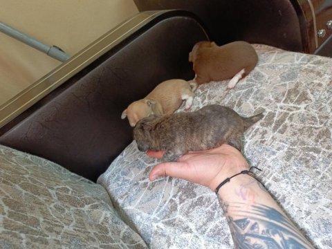 Teacup elma kafa chihuahua (şivava) bebekler