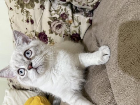 Erkek british shorthair beyaz
