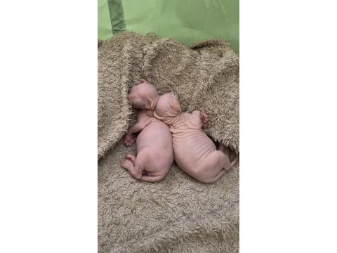3 erkek 1 dişi sfenks kedisi