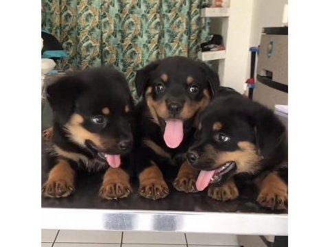 Rottweiler safkan köpekler