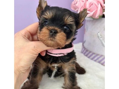 Teacup yorkshire terrier minikler