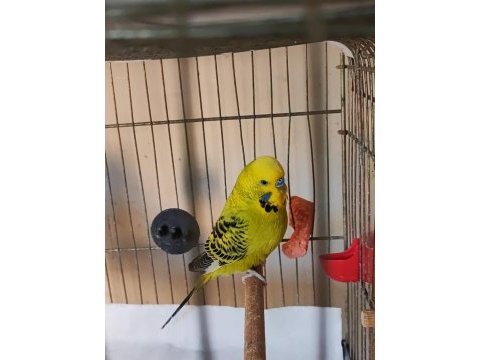 Ücretsiz lutino kırması hazır kurulu çift muhabbet kuşu
