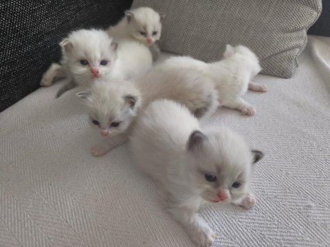 Safkan ragdoll blue bı color 5 adet yavru
