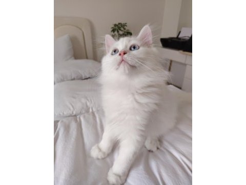 British longhair erkek 3 aylık yavrularımız