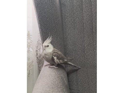 Ele alışkın sultan papağanı