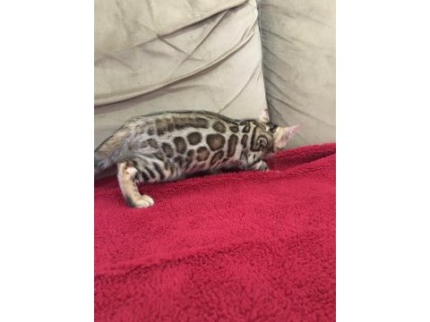 Show class bengal kedisi bebekler