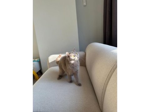 Lilac british shorthair kedimize aile arıyoruz