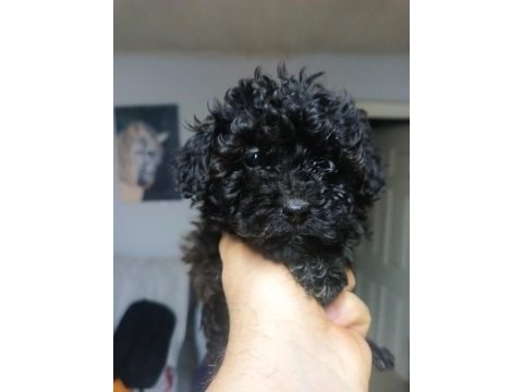 İki aylık dışı poodle