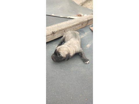 Anadolu çoban köpeği yavruları