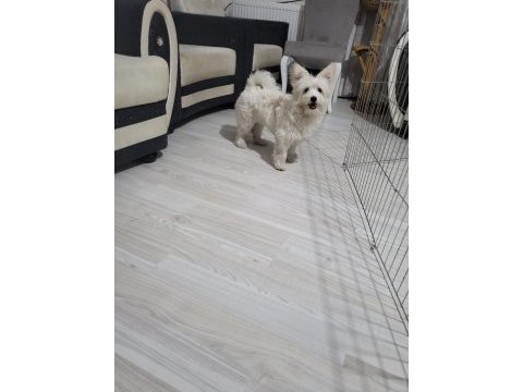 En güzel morkie