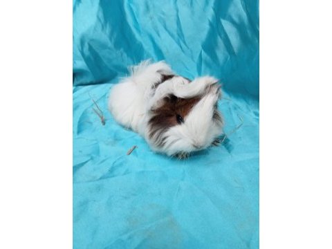 Safkan coronet ginepig yavrularımızı gördünüz mü?