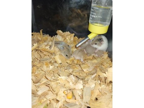Özel siyah gözler hamster