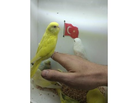Yavru uysal muhabbet kuşlar