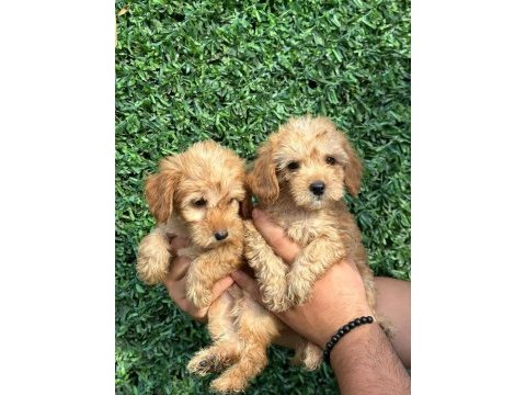 F1 0 numara maltipoo yavrularım hazır