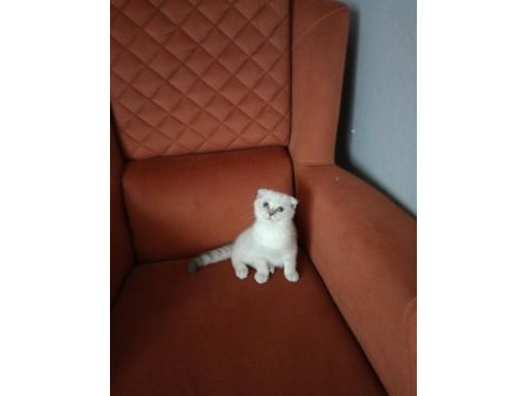 Kırık kulak dişi kedimiz yeni sahibini bekliyor