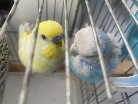 2 çift muhabbet kuşu cins