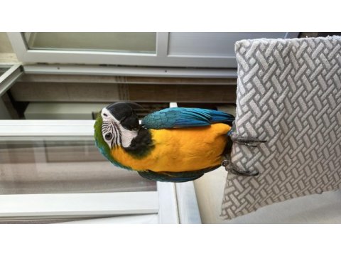 Full evcil ara macaw 5 aylık