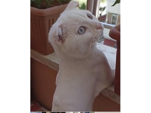 Kehribar ve mavi gözlü beyaz erkek scottish fold