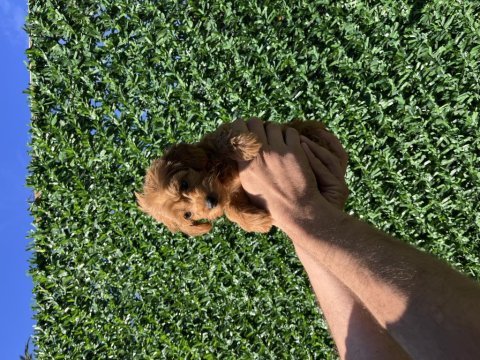 Poodle ayarında kaliteli yavrum yeni ailesini arıyor