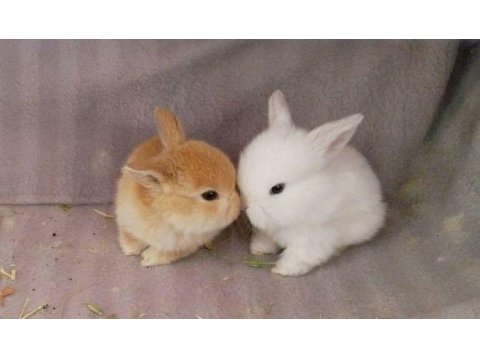 Sarı kahverengi karamel hollanda lop yavru tavşanı
