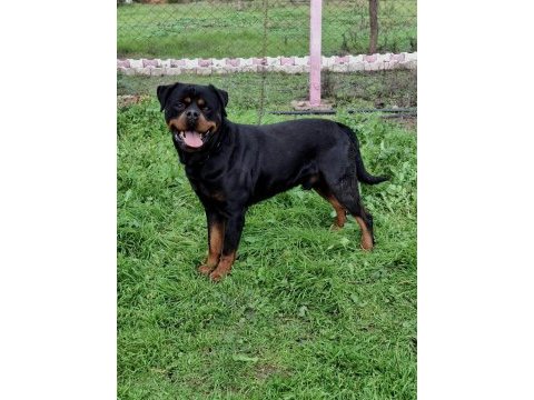 A şecereli üretim izinli korumacı erkek rottweiler