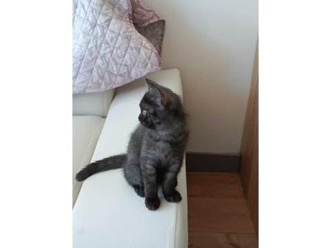 Kara kız british shorthair