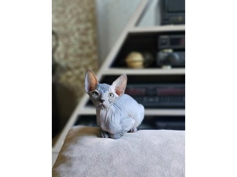 Sphynx (sfenks) 2.5 aylık