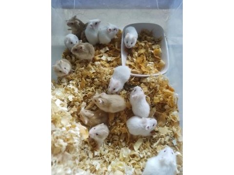 Bayrama özel hamster kampanya