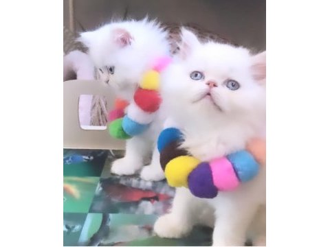 İran kedisi en safkan en bembeyaz en maviş bebisler