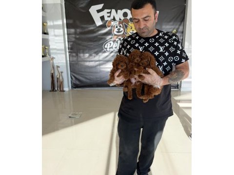 Türkiye’nin en güzel maltipoo yavruları ankara mağaza 