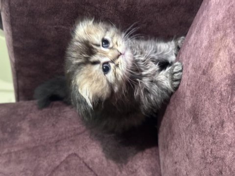 British longhair ve shorthair