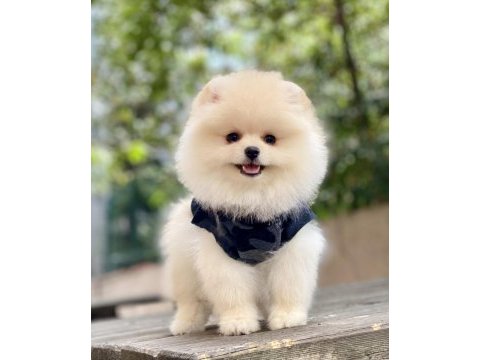 Orjinal pomeranian