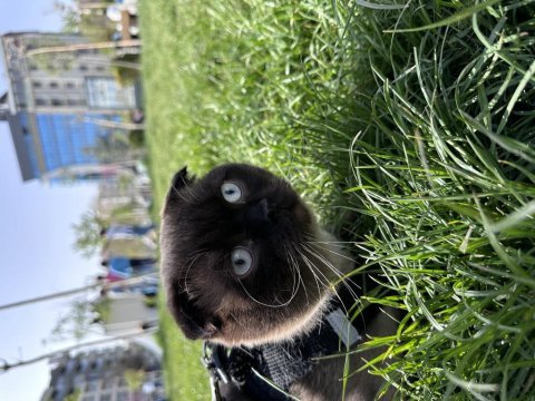 Scottish fold kedimiz