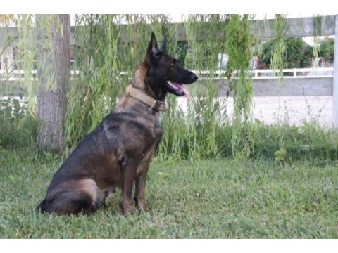 Teslime hazır fcı kıf şecereli malinois yavrularım