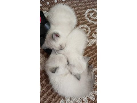 Ücretsiz sahiplendiriyoruz kedilerimizi