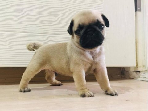 Pug mops yavrusu köpeklerimiz