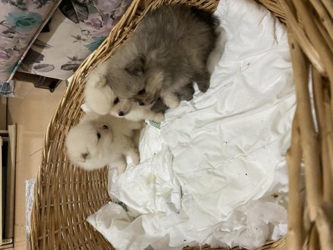 2 aylık pomeranian yavrular kaliteli