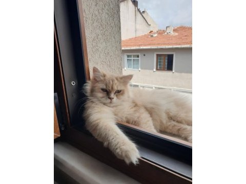 Şecereli british longhair kızımız yeni yuvasını bekliyor