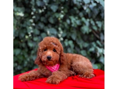 Safkan red brown toy poodle yavrular