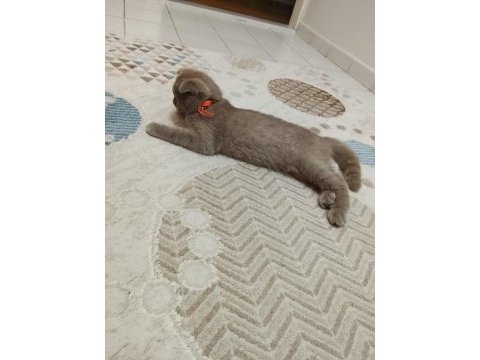 Scottish fold yavrusu