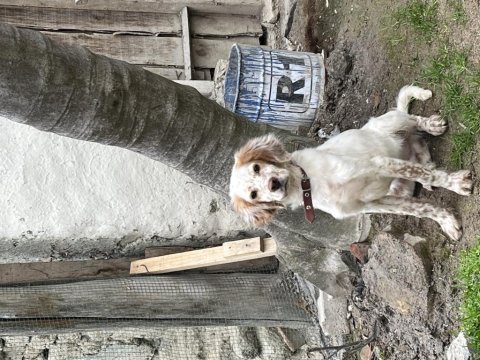 English setter (yellow belton)