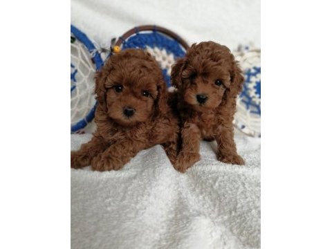 Kore teddy face poodle