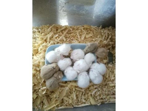 Üreticiden hamster