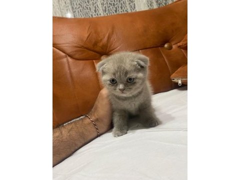 Scottish fold kedimiz yeni ailesine gitmeye hazır
